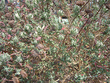 Salvia clevelandii or Cleveland Sage